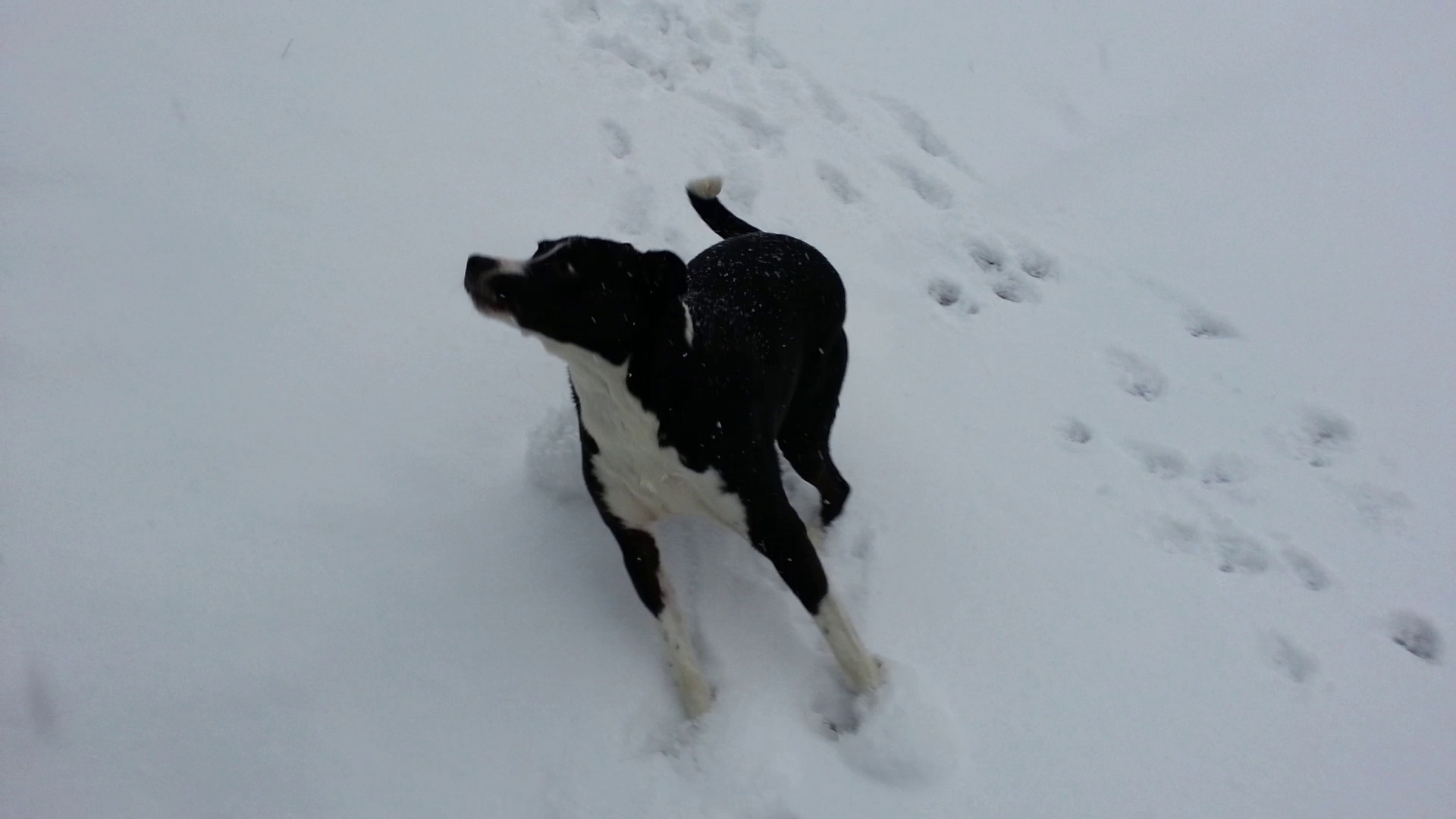 Frisbee in the Snow